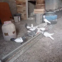 طوقی|پرنده|کرج, بهشت سکینه|دیوار