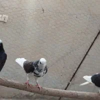 کبوتر