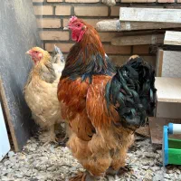 مرغ و‌خروس برهما