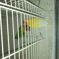 طوطی برزیلی|پرنده|لنگرود, |دیوار