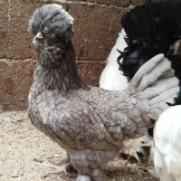 مرغ سلطان