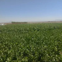 ارقام مختلف نهال پسته ۱ساله و۲ساله|گل و گیاه طبیعی|شاهین‌شهر, گزبرخوار|دیوار