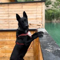 مالینویز نر برای جفت یابی