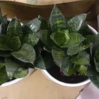 گل های اپارتمانی|گل و گیاه طبیعی|کرمانشاه, |دیوار