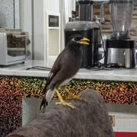 مینا سخنگو خوشگل خاص و کمیاب|پرنده|مشهد, بهاران|دیوار