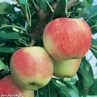 تولید نهال سیب مشهدی