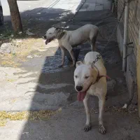 داگو