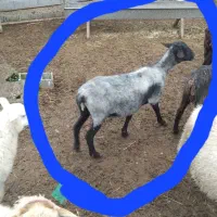 گوسفند رومانوف  حامله از نر رومن|حیوانات مزرعه|لاهیجان, بازکیاگوراب|دیوار