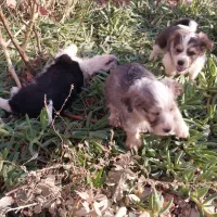 توله شیتزو اصل ۲ماه