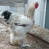 جوجه برهما و خروس و مولد برهما انواع نژاد اصیل
