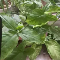 سینگونیوم ساده ابلق مینیاتوری|گل و گیاه طبیعی|اصفهان, شهرک کاوه|دیوار