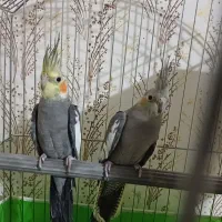 یک جفت عروس هلندی کار داده
