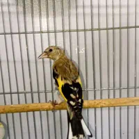 فروش جوجه سهره نرصدرصدکشیده/برای منطقه زنجان