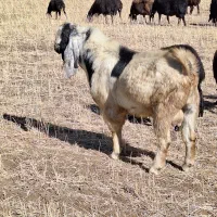 بز نر|حیوانات مزرعه|ترکمانچای, |دیوار