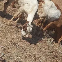 تعداد زیادی بز سالم|حیوانات مزرعه|توکهور, |دیوار