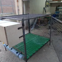 قفس مرغ و خروس|لوازم جانبی حیوانات|بوکان, |دیوار