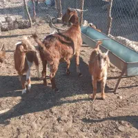 بز وبزغاله|حیوانات مزرعه|خرمآباد, |دیوار