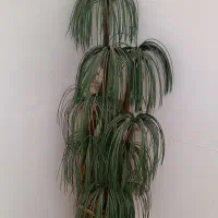 نخل مصنوعی ۹ تایی کنارسالنی