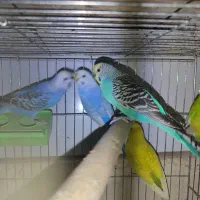 حدود ده جفت مرغ عشق هلندی چشم سرخ همه دستی و مولد|پرنده|شاهین‌شهر, شهرک گلدیس|دیوار