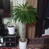 هرس باغ انگور