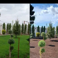 خدمات باغبانی باغچه کاری بیل زنی چمن کاری|خدمات باغبانی و درختکاری|تهران, پاسداران|دیوار