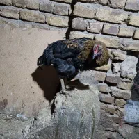 خروس محلی سیاه گلین و نیمچه گلین|حیوانات مزرعه|الوند, |دیوار