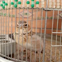 سهره .سهره قناری . قناری پرنده