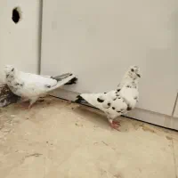 کبوتر کفتر پرنده|پرنده|مشگین شهر, |دیوار