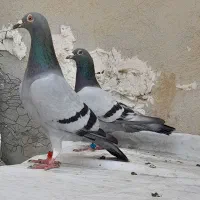 ۱۰عددجوجه پلاکی