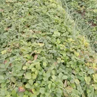 نهال کاماروس بفروش میرسد