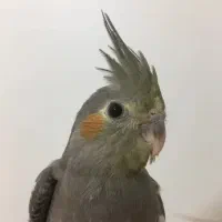 گمشده