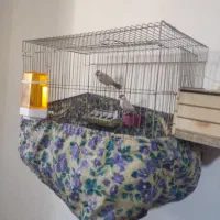 فنچ مصری شکلاتی