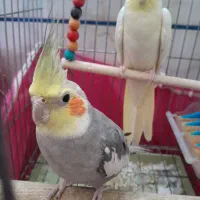 عروس هلندی نروماده