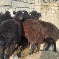 بره علف خور شیر مست