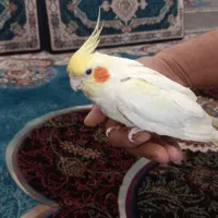 عروس هلندی ماده،لوتینو