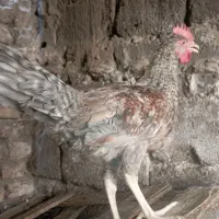 خ ر و س