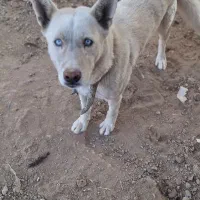 سگ هاسکی نرجوان