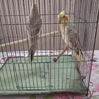 فروش عروس هلندی
