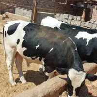 سلام یک راس گوساله نر به فروش میرسد