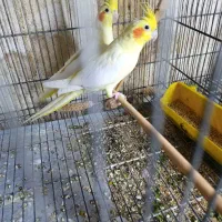 جوجه عروس هلندی سرلاکی ودانخور