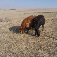 قوچ دامازدغ|حیوانات مزرعه|ثمرین, |دیوار