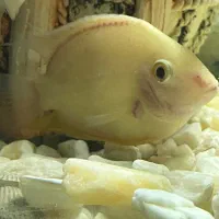 ماهی کوشتخوار سور‌م فلاور