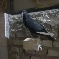 نر دورگ و نر تهنرانی بشرط پرش