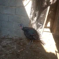 بوقلمون‌ماده‌