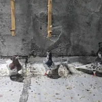 کبوتر|پرنده|برازجان, |دیوار