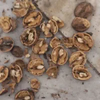 گردو.کشمش شیروان خراسان تضمینی|خوردنی و آشامیدنی|یزد, |دیوار