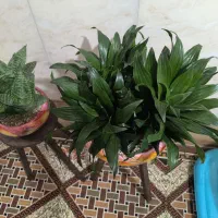 بلک و سبز زامفولیا|گل و گیاه طبیعی|قم, شهرک فاطمیه|دیوار