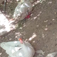 غاز نروماده|پرنده|قزوین, |دیوار