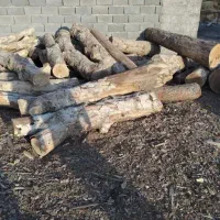برش درخت وخریدچوب