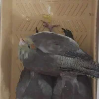 ۲ تا جوجه عروس هلندی